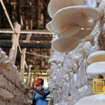 Budidaya Jamur Tiram