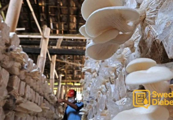 Budidaya Jamur Tiram