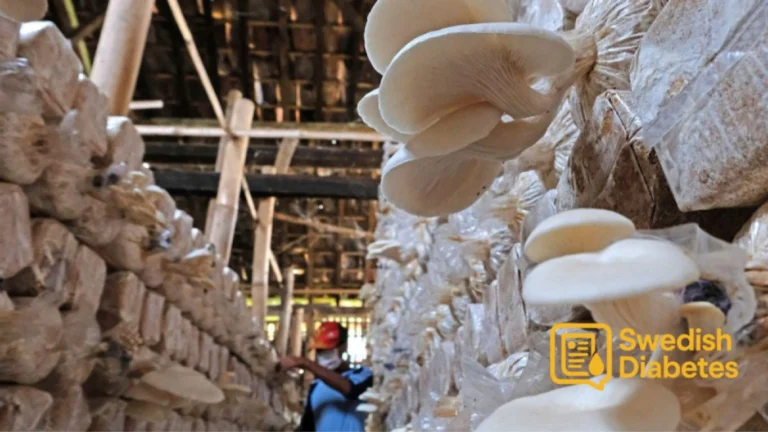 Budidaya Jamur Tiram